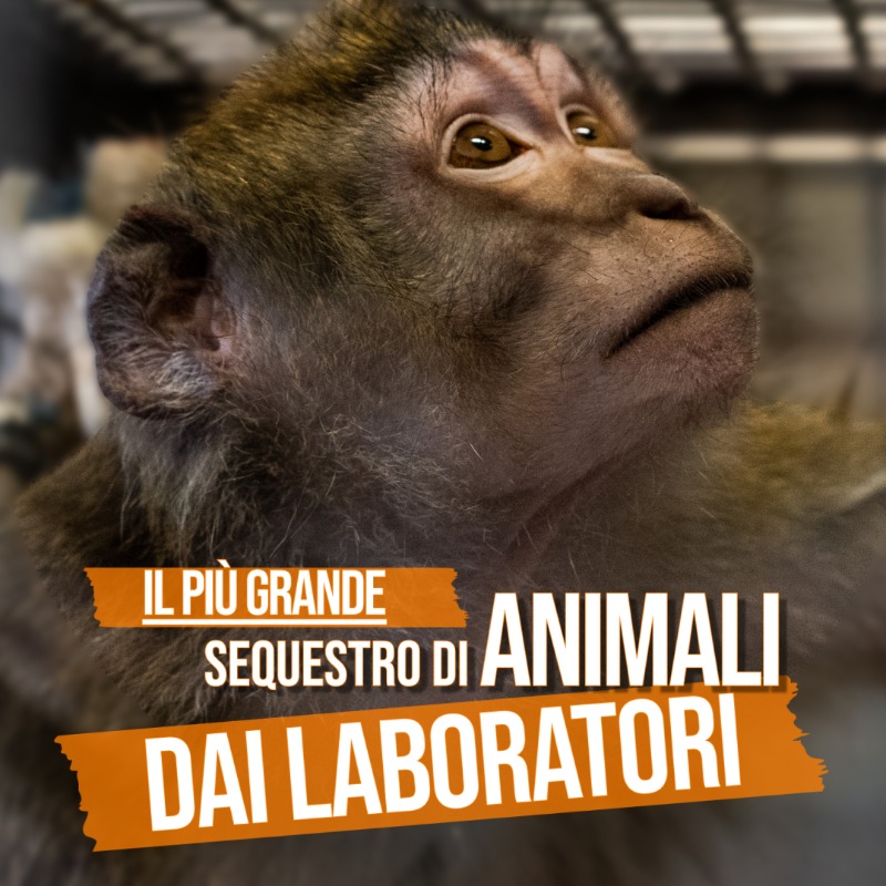 LAV_Italia's tweet photo. Abbiamo salvato 25 animali dai laboratori di sperimentazione a Verona!

Scopri la nostra azione per liberarli e salva altri animali: chiedi con una firma al Ministro @BerniniAM di finanziare i metodi sostitutivi di ricerca! 👇