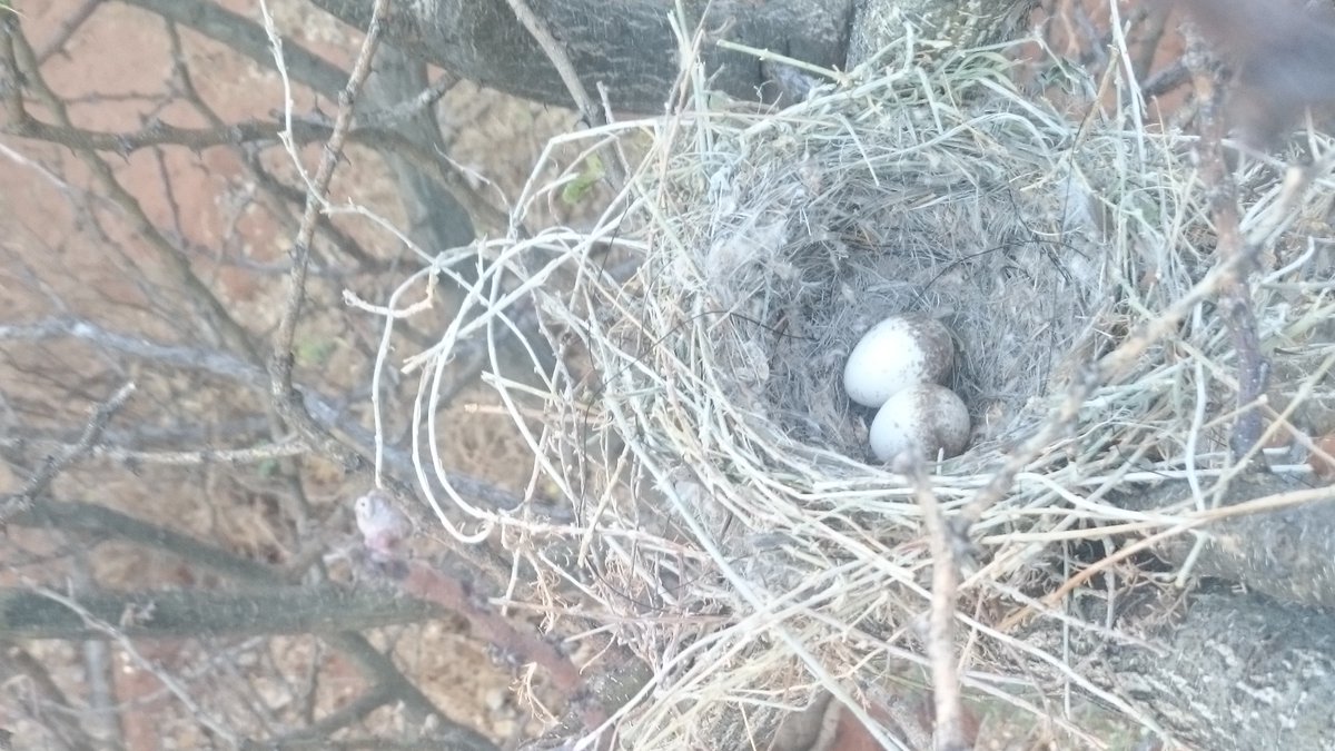 David Diez Méndez tweet media