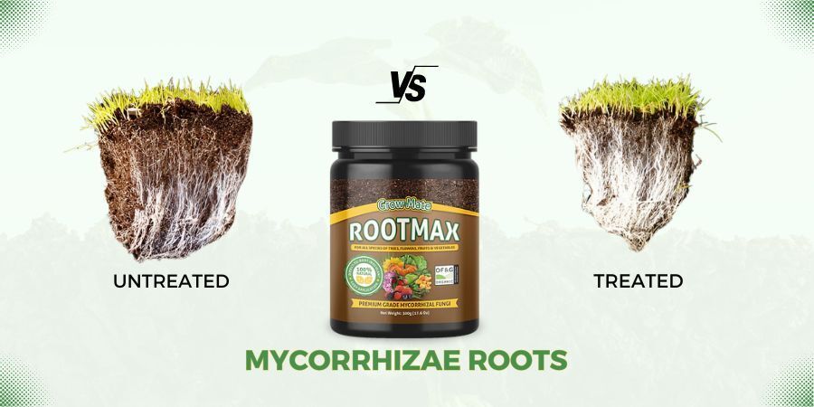 RMycorrhizae's tweet photo. Grow Stronger with Root Max! 🌻
Supercharge your crops with mycorrhizae from this 👉https://t.co/rpQmz0AwXI supplier! Affordable, organic, free shipping, expert advice. Give your crops the boost they deserve! 🌱 #Mycorrhizae #Farming https://t.co/Mc8pnfGqOx