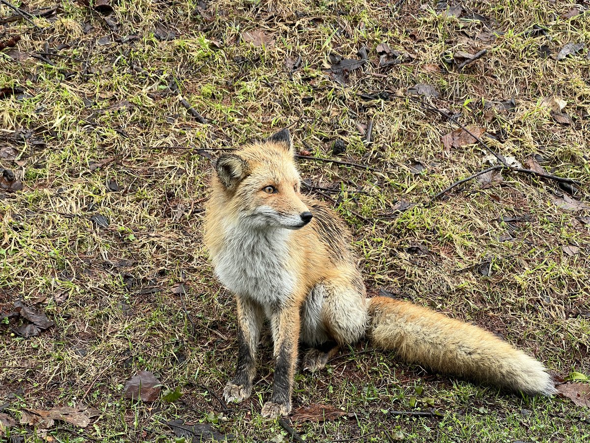 mountain_107's tweet photo. ゴルフしてたら
きつねがキャディしてくれた🤞

スマブラでフォックス使ってたし
きつねには愛着ある笑笑

おかげでスコアは88
末広がり🥴#ad https://t.co/Rh8M4Y98PY