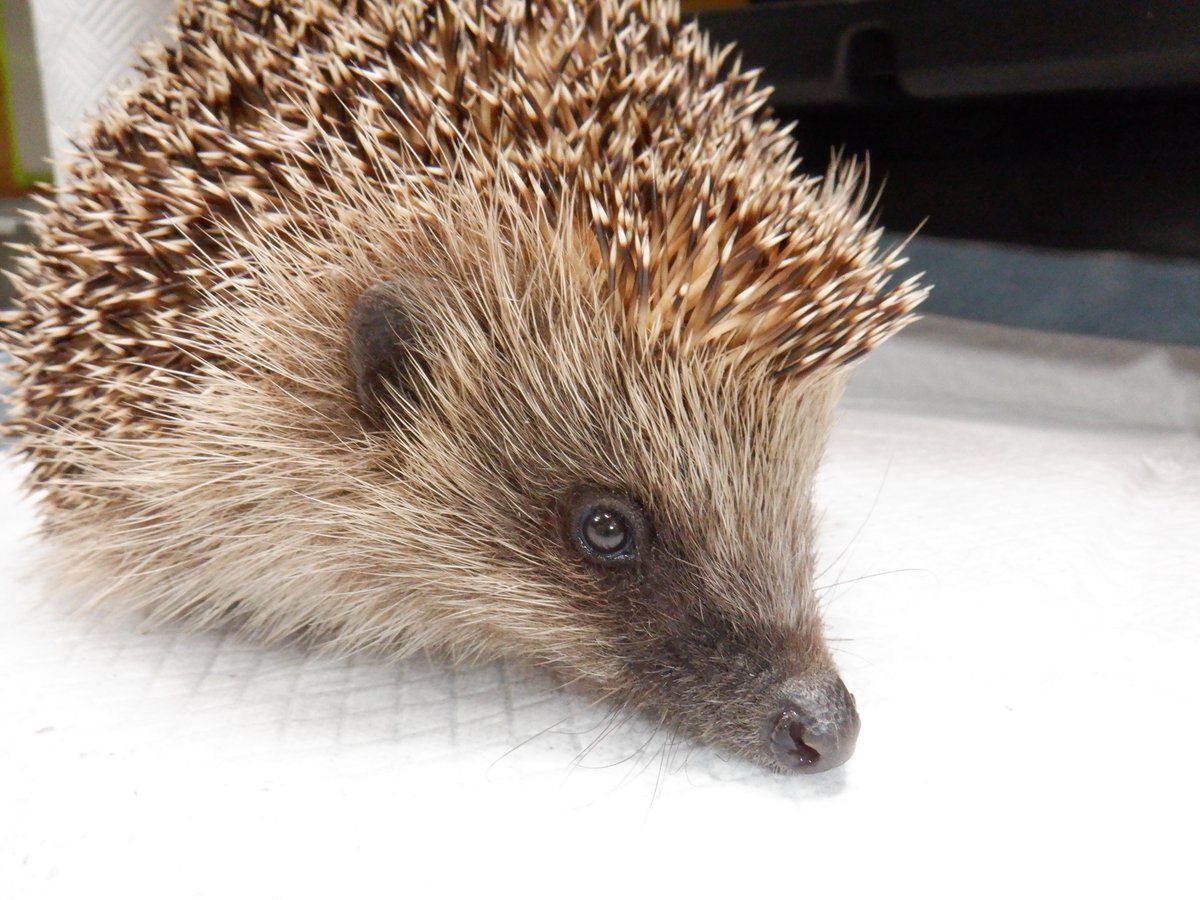 Such lovely good news! Handsome boy Arthur has the twinkle of life and hope back in his eye this morning! He smells SO much better, and he even gained a little weight. I am so happy that our darling boy has triumphed over adversity once again. Please remember, a hedgehog out in…