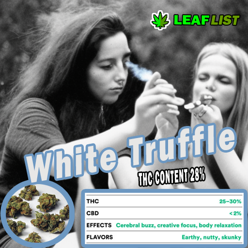 BudVizion's tweet photo. Have you smoked white truffle? #Whitetruffel: A timeless #weedmob that's both powerful and balanced. A must-try for every enthusiast. 🕷️🌿 #ClassicStrains https://t.co/C5ii65P7VW