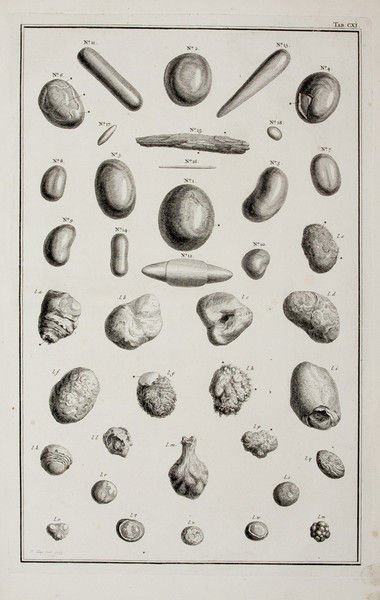 Bezoar stones from Albertus Seba’s ‘Cabinet of Curiosities’. Popular in the early modern times, the stones were formed from hairs accumulated in an animal’s stomach and were believed to possess magical and medical powers