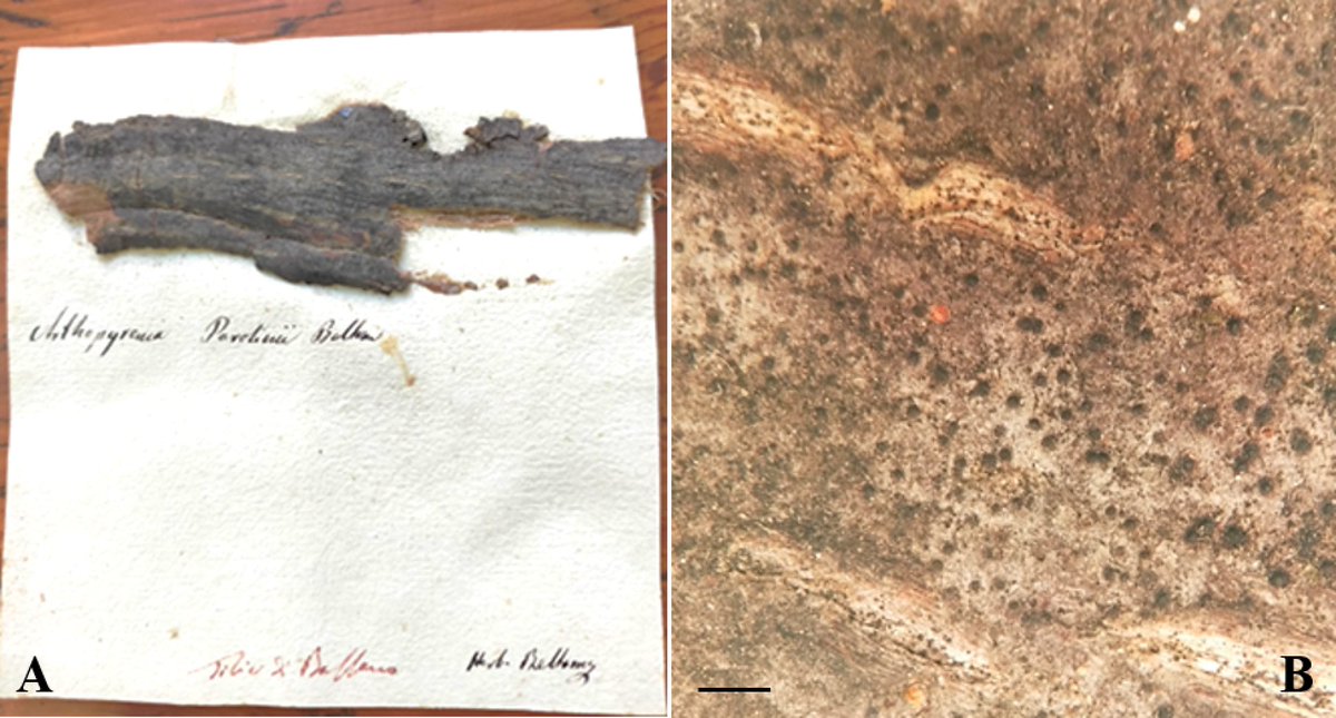 Typification of the name Arthopyrenia parolinii. 👉 Part of our special issue: Taxonomy and secondary metabolites of wood-associated fungi. 🔗 doi.org/10.3897/mycoke… #lichen