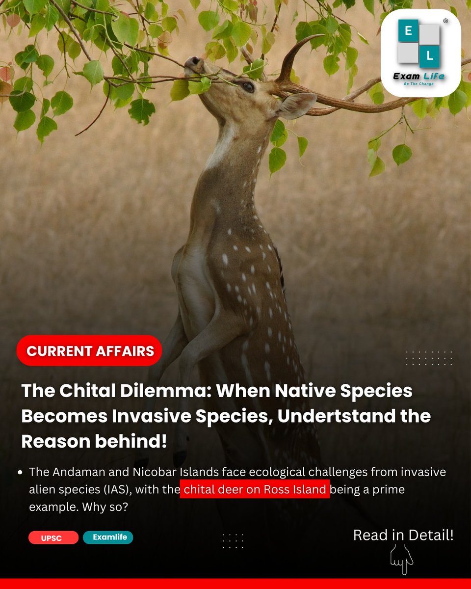 👉The #Chital Dilemma: When Native Species Becomes #InvasiveSpecies, Undertstand the Reason behind!

Read in Detail👇
tinyurl.com/dailynewsupsc

#Examlife #upsc #upscresult2023 #IASResult #UPSCPrelims #geography