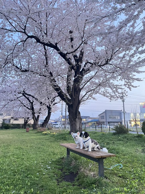 また、青森行こうね❤️ ここで桜が見れるとは思わなかった🌸  明日、ラビリンス１９時〜開けるよ🐼🐻&zwj;❄️ https://t.co/BwZVfSeys3<a href="/tag/yuu_kawakami"class="tags"><span>#yuu_kawakami</span></a><a href="/tag/reiko_1117"class="tags"><span>#reiko_1117</span></a>