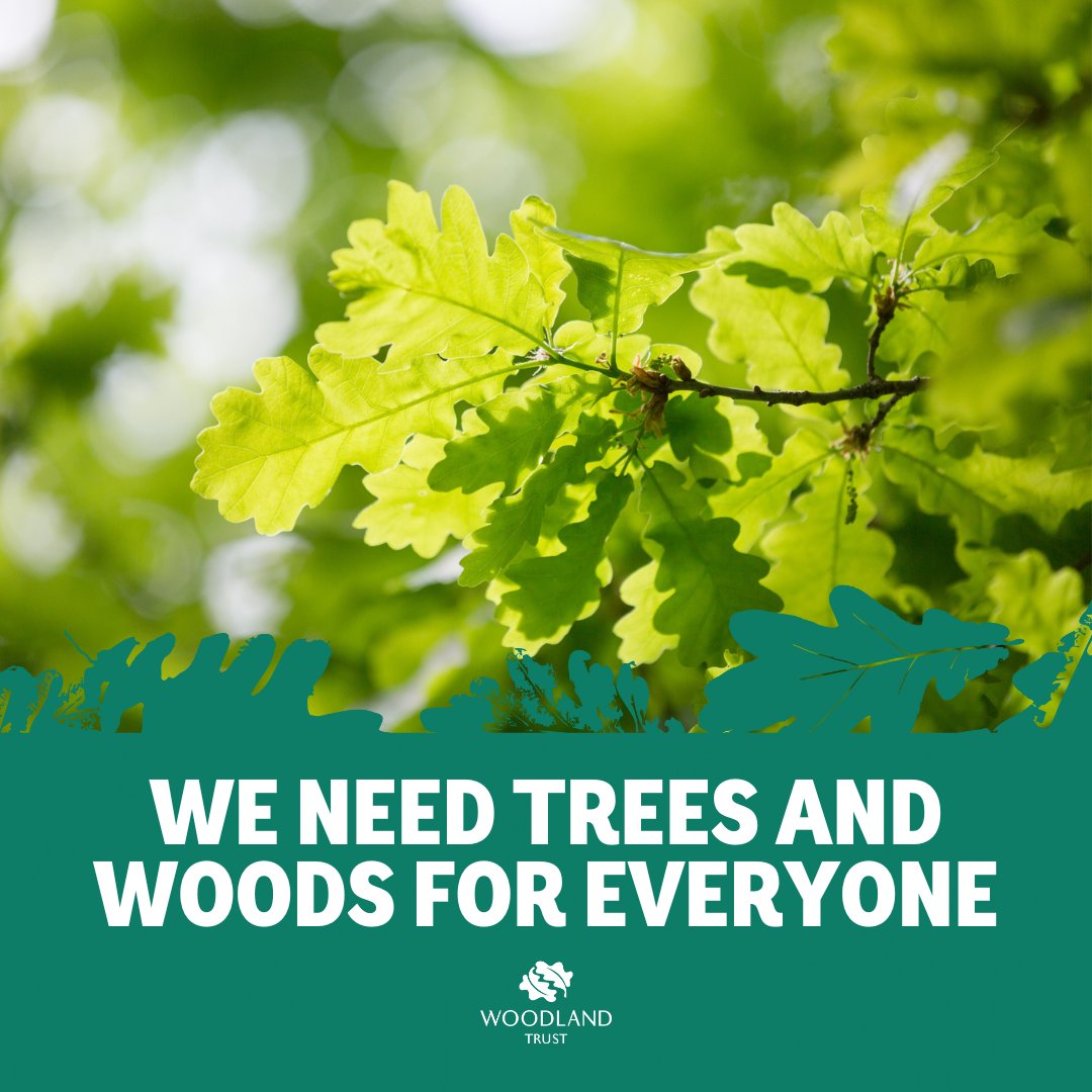 🌳 Local and mayoral #elections take place in England on 2nd May.

🗳️ Ensure your candidate commits to woods and trees. Use our online tool and email them today: bit.ly/4aweEqW

👉 Find out if there's an election where you live: whocanivotefor.co.uk
