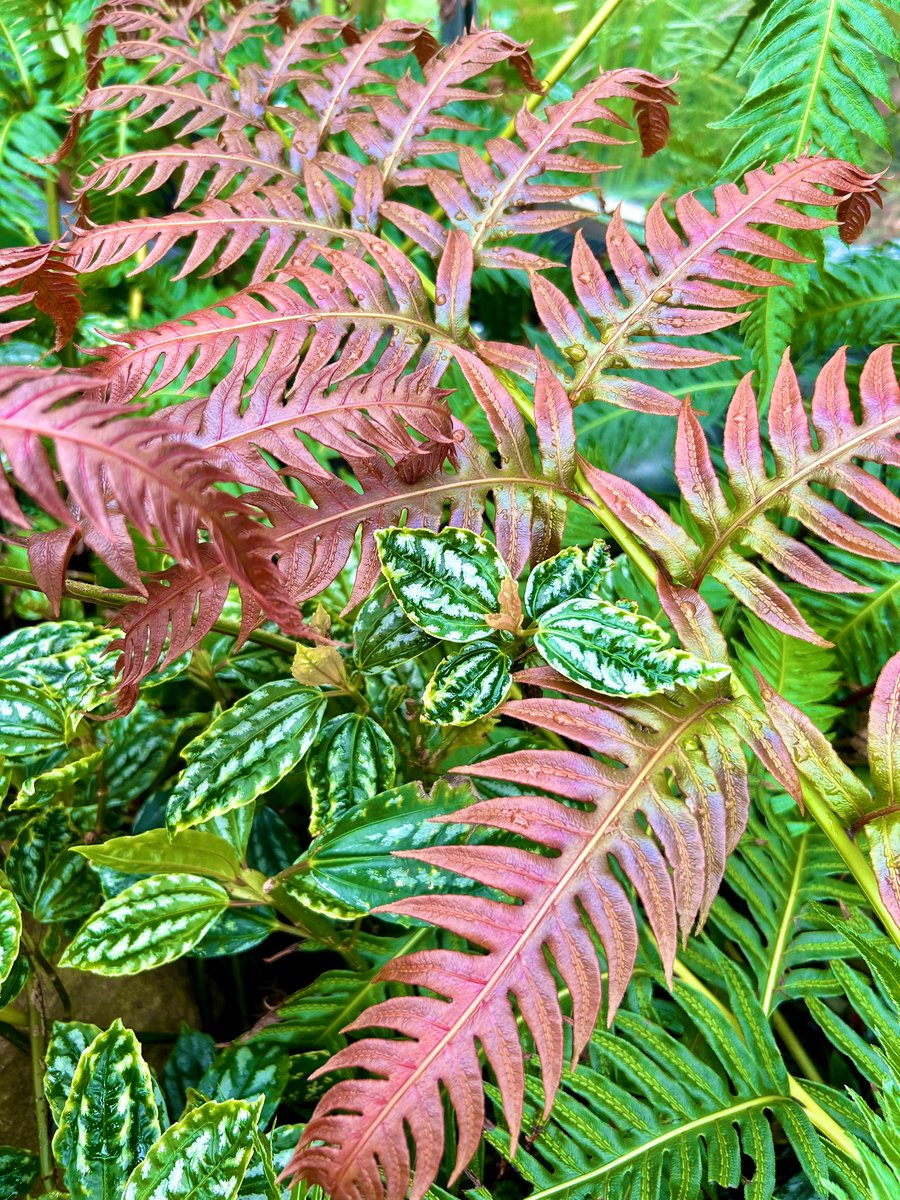 Fabulous ferns! #thursdaymorning #green #naturelovers #greenhouse #colour