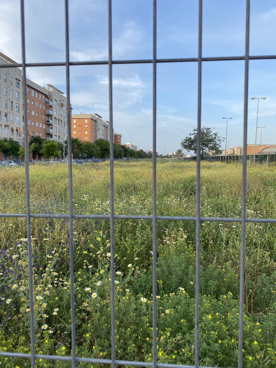 Algunos llamarían a esto “un descampado que no vale para nada”, sin embargo, estas manchas de vegetación herbácea silvestre cumplen un papel ecológico clave en medio de la matriz urbana. Promueven la conservación de polinizadores y aves. Habría que tener muchas por toda la ciudad