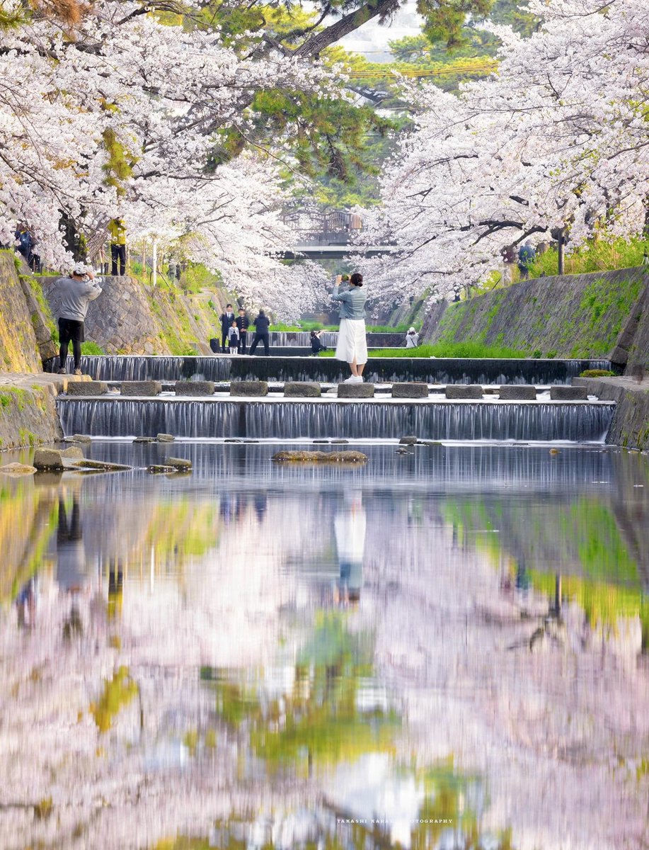 夙川河川敷緑地の桜並木。
週末の晴れた朝。
陽光射し込む爽やかな春の時間が描き出されていました。

#兵庫県
#西宮市
#夙川河川敷緑地
#夙川公園