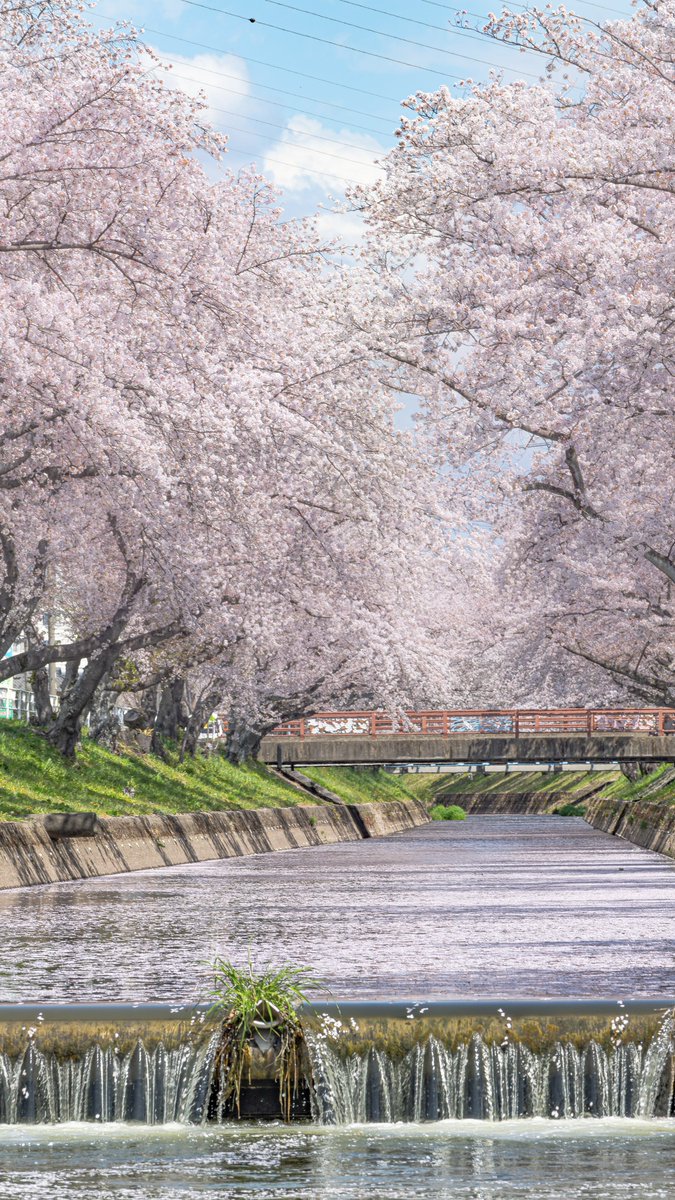 五条川の桜並木が美しい