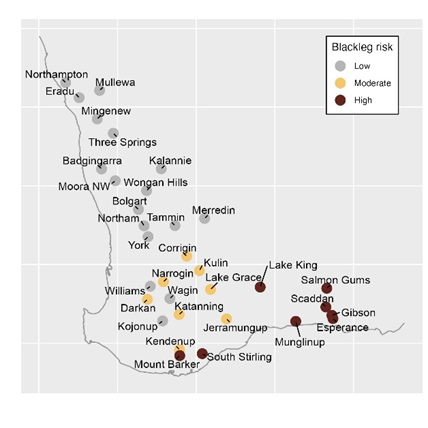 The DPIRD disease modelling team are delivering blackleg risk forecasts again in 2024. To see your risk relative to your location and sowing date head to agric.wa.gov.au/canola/canola-…. This work is supported by @DPIRDbroadacre and @theGRDC.