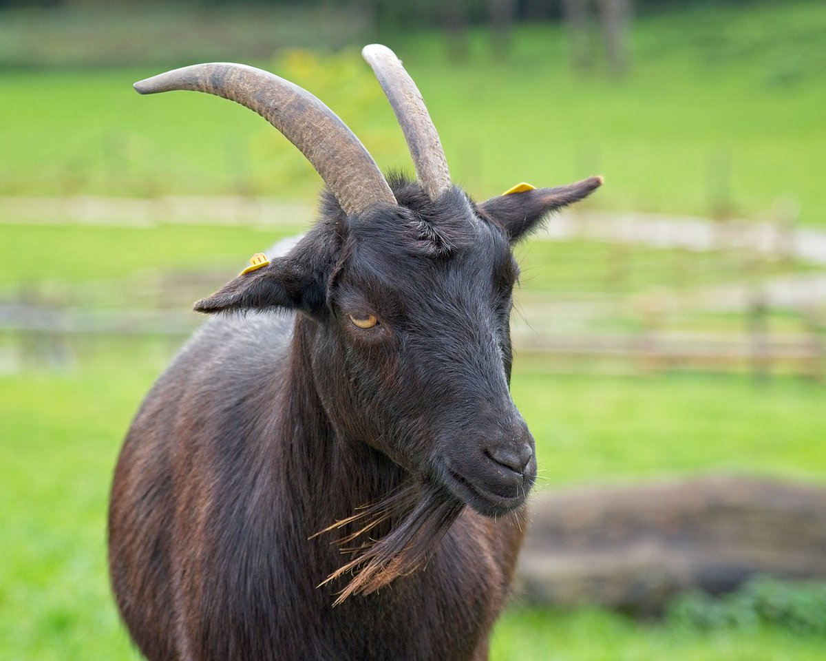 🧬Genetic diversity and selection signatures in Hainan black goats revealed by whole-genome sequencing data🐐

The research aimed to identify selection signals in Hainan black goats by analyzing SNPs from whole-genome DNA resequencing data👇
sciencedirect.com/science/articl…