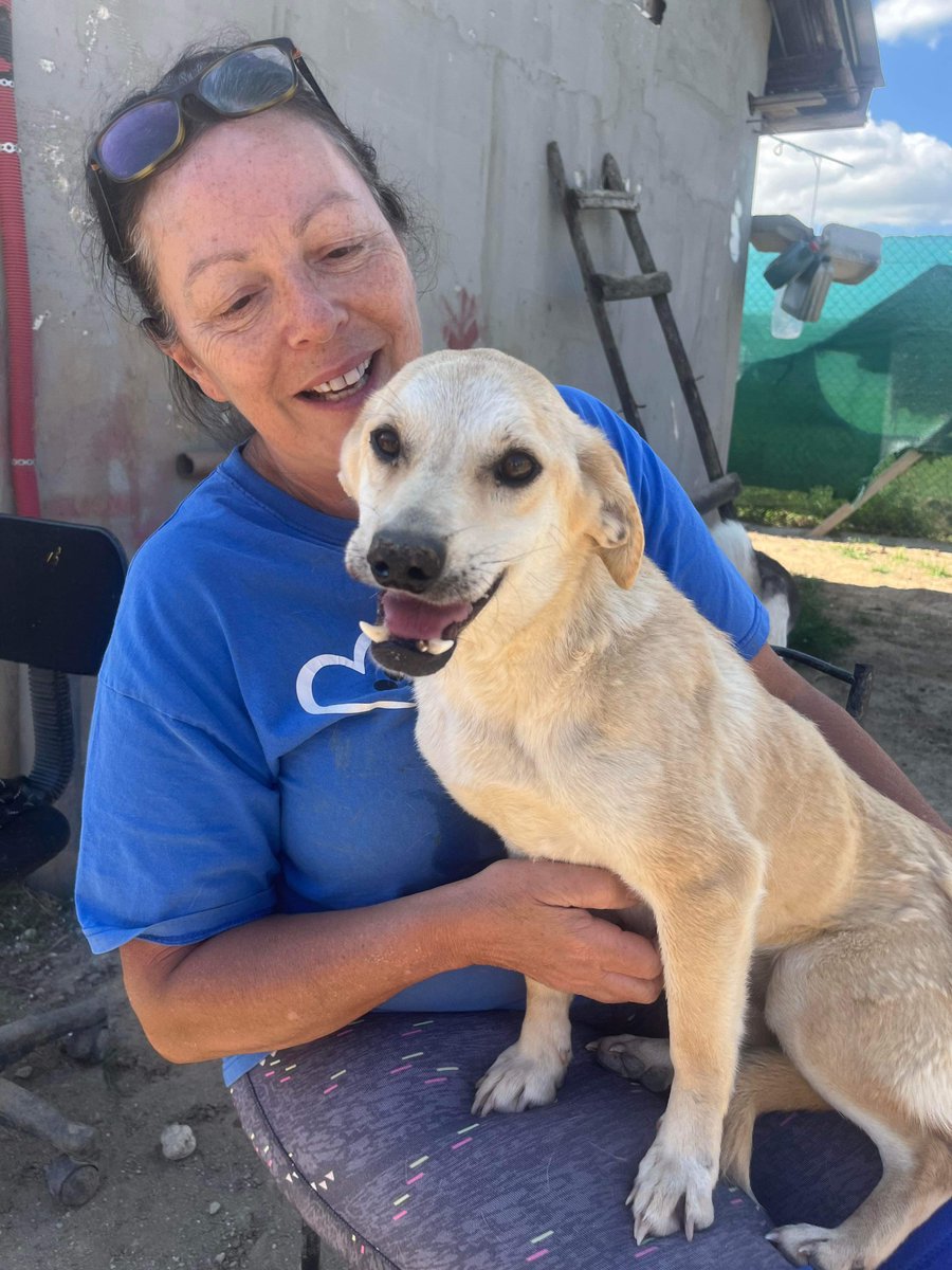 How adorable is Poppy's underbite?! 🦷❤️ We met her in Romania last week and she is the CUDDLIEST little dog! 🥰 Apply here: pawprints2freedom.co.uk/adopt #adoptable #adoptme #adoptdontshop #romanianrescue