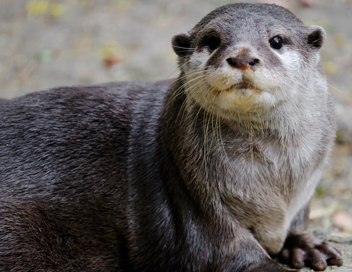 We’re pleased to announce the arrival of Eden, an Asian small-clawed otter, from Edinburgh Zoo. 🦦 As she settles into life at the zoo, Eden will slowly be introduced to our male, Makati, under the watchful eye of our keepers. We can’t wait for you to meet her! 💚