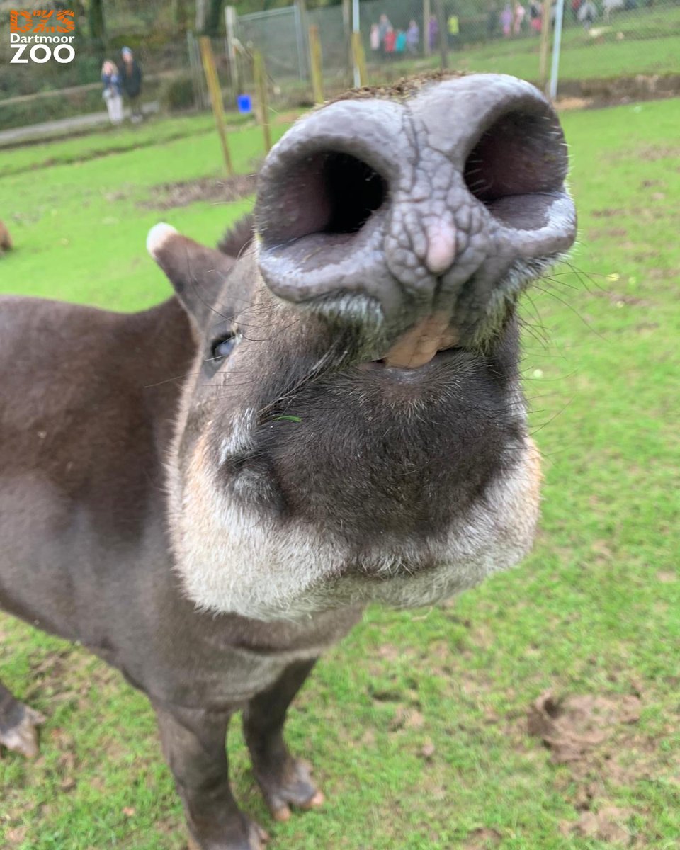 The best nose 👃 📷 Keeper Abbie #dartmoorzoo #DZS #WeBoughtAZoo #Tapir