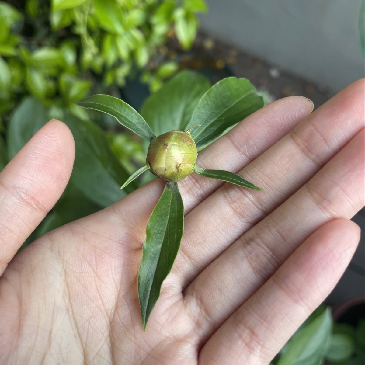 兄弟们，今年我试着把芍药别的花苞都剪了只剩一个花苞，它好像长的比去年的要大一些了，感觉开花有希望？？？ 上海芍药到底能不能开花呀呜呜呜，你不要骗我