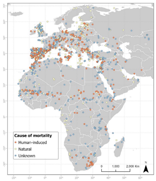 1/2 A new study from @BirdLife_News with @SteffOpp compiled 1704 mortality records from tracking studies of raptors, storks, and cranes across the African-Eurasian flyway over the last 20 years. The study highlights the importance of human-induced mortality.