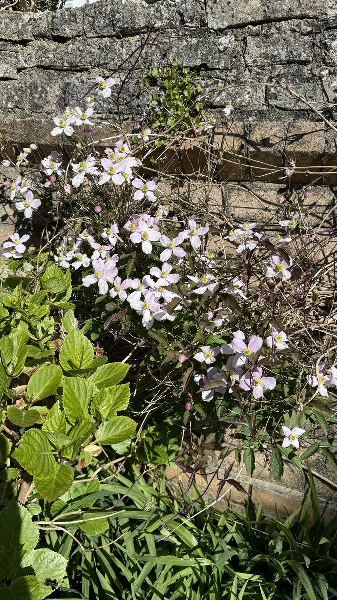 Clematis in bloom in our garden - the first time we’ve seen it since moving in! :)