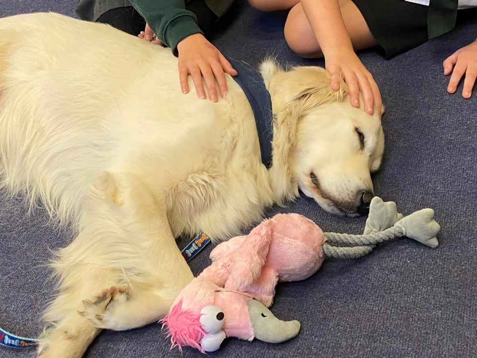 😊This time last year, Hazel and Barney were having a wonderful time at Cliffe Woods Primary School.

❤️The students and staff all got to experience a fun adventure, and we’re so grateful for the duo’s hard work! 

#canineconcern #therapydogs #workingdogs #caredogs #ukcharity