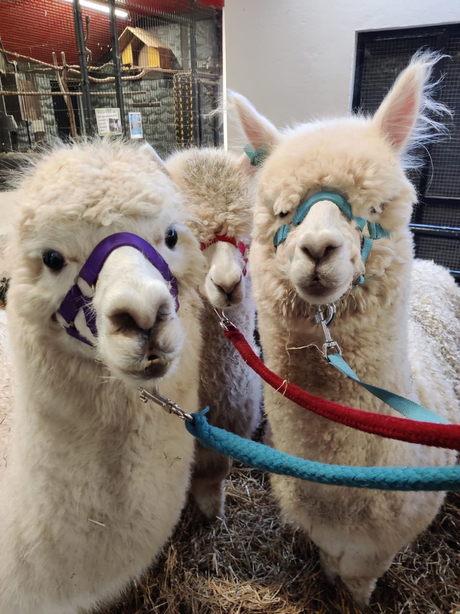 Our alpacas are excited to move to their summer home! ☀️🦙

Our male alpacas have been enjoying the colder months in their temporary winter home in the farm.

Thank you to Keeper Katie for these gorgeous photos our alpacas before their summer haircut! 😎 ✂️