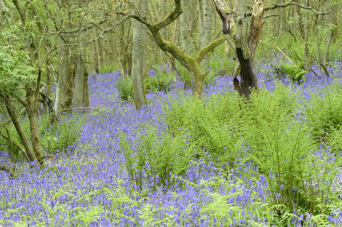 A woodland carpeted with bluebells is an enchanting and iconic site of spring. They are often one of the last spring flowers to bloom before the woodland canopy closes up as new leaves block out the sunlight.

📸  Darroch Woods, Blairgowrie, Perthshire ©Lorne Gill