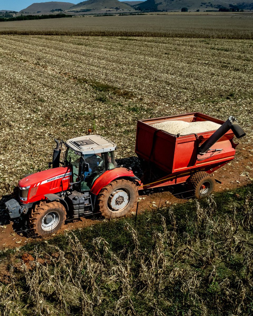 MF_RSA's tweet photo. Die MF 7620 is die hoër perdekrag trekker op Jaco se plaas, dit is ook die nuutste toevoeging.  

#masseyferguson #masseyfergusontractors #MasseyFergusonSouthAfrica #FarmLife #Agriculture #FarmMachinery #Tractor #farm #tractors #SouthAfricanFarms #farming  #AGCO #OnsPraatBoer https://t.co/QA3BXn7pLk