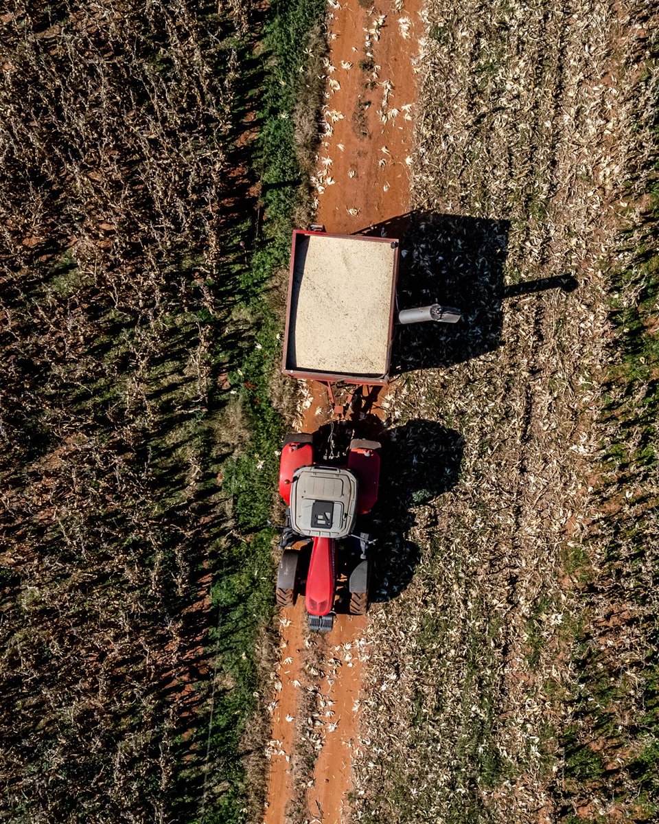 MF_RSA's tweet photo. Die MF 7620 is die hoër perdekrag trekker op Jaco se plaas, dit is ook die nuutste toevoeging.  

#masseyferguson #masseyfergusontractors #MasseyFergusonSouthAfrica #FarmLife #Agriculture #FarmMachinery #Tractor #farm #tractors #SouthAfricanFarms #farming  #AGCO #OnsPraatBoer https://t.co/QA3BXn7pLk