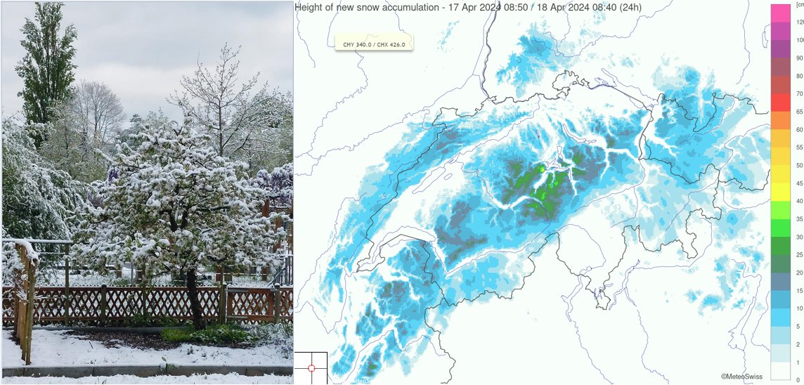 La neige a fait son apparition au-dessous de 600 m cette nuit sur le centre du Plateau (photo dans la région de Berne) et le long des Préalpes. Relevés de neige sur le site du #SLF : whiterisk.ch/fr/conditions/… et sur #MétéoSuisse : meteosuisse.admin.ch/services-et-pu…