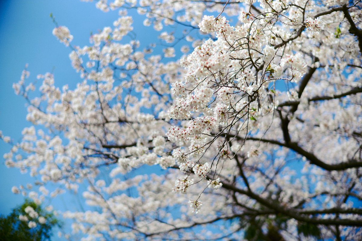 今までで今年が一番 桜があるところで写真を撮った