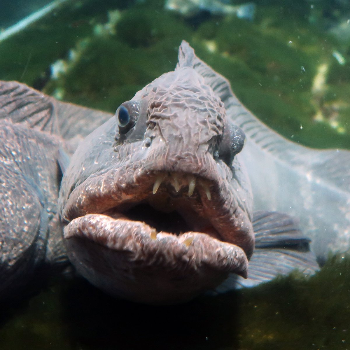 zooman_koichi's tweet photo. 海の中のオオカミ
外見に反し性質は臆病で温厚とか
#オオカミウオ #wolffish #小樽水族館 #OtaruAquarium https://t.co/f9fpFubef2