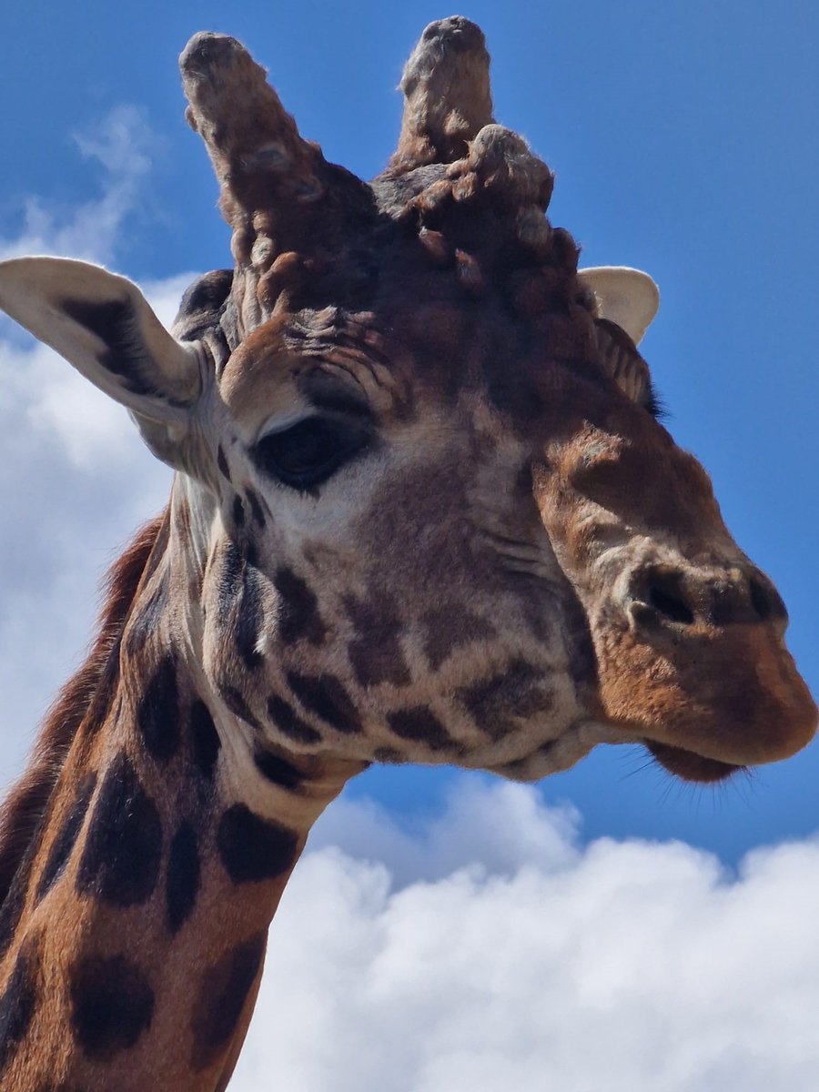 'I'm gonna stick my neck out and say it's going to be a lovely morning!' 🦒☀️🤞 #pembrokeshire #zoo #giraffe #weather #weatherforecast #fingerscrossed #sun #sunshineplease