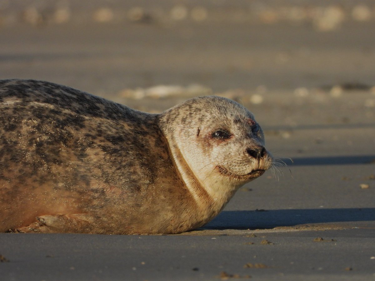 VelgheGreet1's tweet photo. Zeehondje bij het eerste zonlicht.
Gelukkig had ik mijn telelens bij en kon ik afstand houden. Zwemmen kon het zeehondje niet wegens bijtwonden #hondjesaandelijn aub bij het zien van deze lieve diertjes 🤎🤎🤎 #afstandhouden #zeehondjes #knokkeheist https://t.co/si4miZEuvo