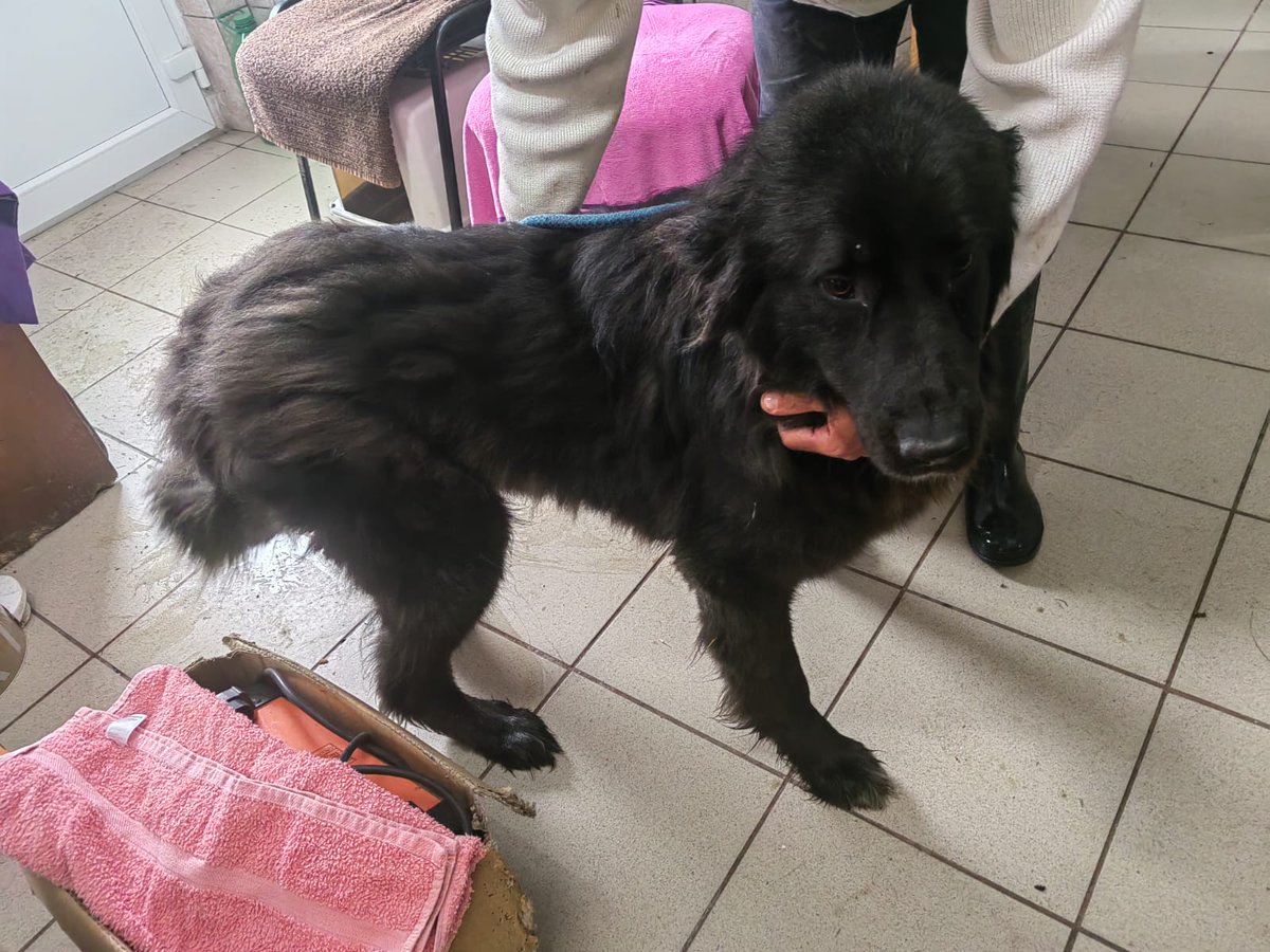 Romania is HOT at the moment and tick season has started. Gorgeous Julietta is much cooler now she's had a trim and those nasty ticks have nowhere to hide. She'll be on her way to her fur-ever home in the UK very soon ❤️ #romanianrescue #rommierescue #dogrescue