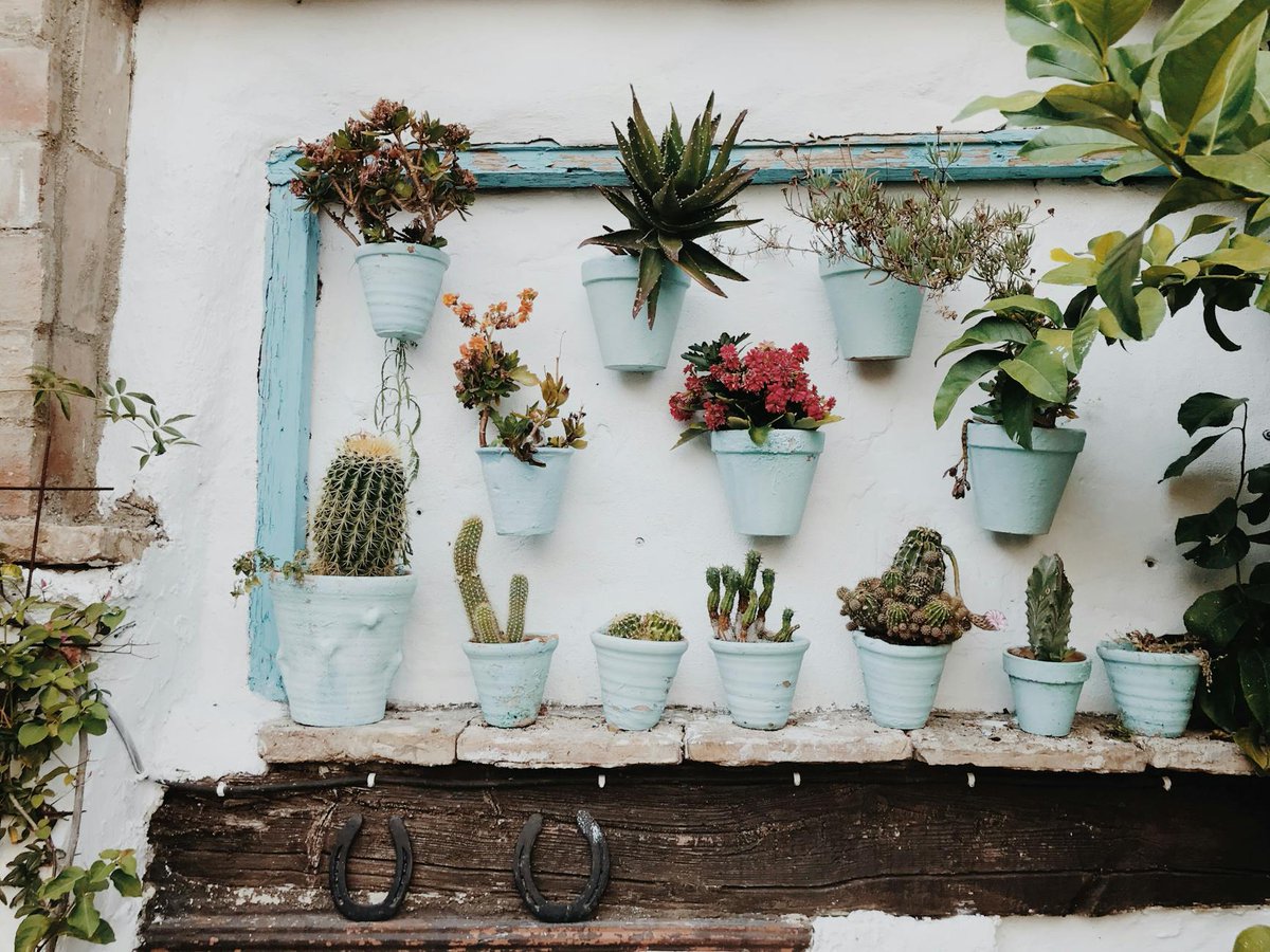 CozyProNest's tweet photo. Breathe Easy: Top Houseplants for Beginner Plant Parents https://t.co/cbWlz6CTJn https://t.co/FDXEGiG4ST