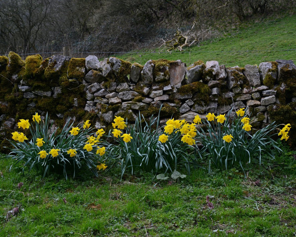 Daffodils at the Peak District National Park, England.

#peakdistrict #visitpeakdistrict #peakdistrictnationalpark #daffodils #campagnainglese