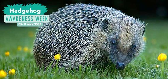 ‼️ Don't miss out! ‼️ Our competition to design a poster for Hedgehog Awareness Week – which runs 5-11 May - closes on April 22! We want our younger hedgehog fans to get creative & help #hedgehogs out! 🦔 Click for details 👇 👇 buff.ly/3P889lT