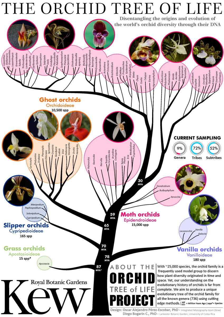 Because it is #NationalOrchidDay (well, it was yesterday but whatever 🤪), pls have a look at a) 5 cool facts about orchids (see vid below produced by the talented @LydiaShelWalker!) b) the orchid tree of life (read more about it here: nph.onlinelibrary.wiley.com/doi/10.1111/np…) Please share!