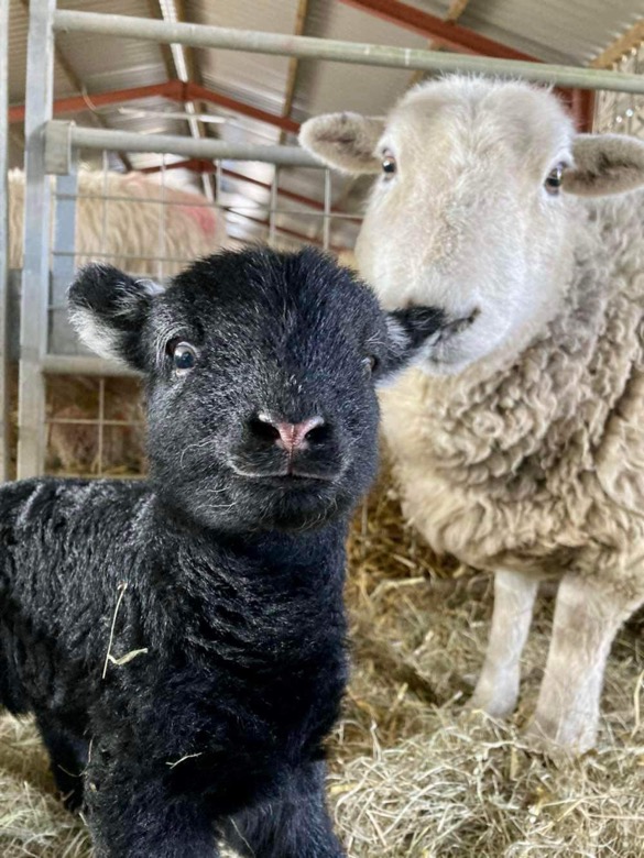 Smile!... It's nearly the weekend 😊
.
.
Thank ewe to Heledd Fflur Pughe for this super cute pic #Herdwick #Lamb #lambing #Smile #Weekend #LakeDistrict #Sheep #Cute