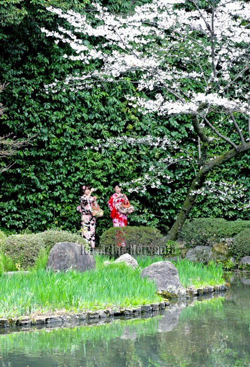 Sakura: difoto boleh, dirusak jangan Musim Semi di kuil Heian Jingu (Kyoto, 2012) #heianjingu #kyoto