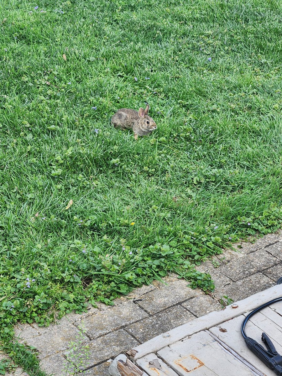 TylerTube1's tweet photo. It's bunny season https://t.co/pHVOBZ4pnY