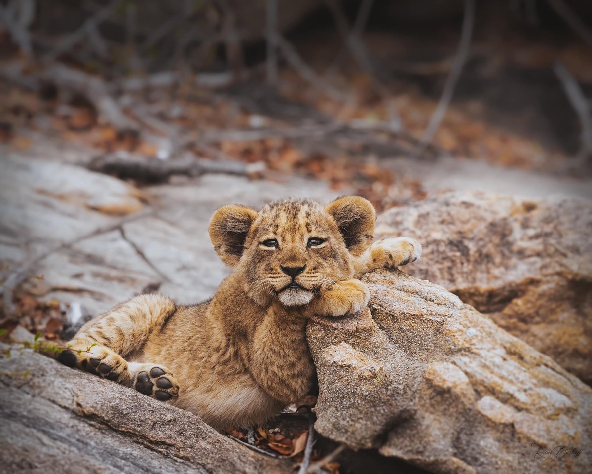 JockSafari's tweet photo. 'Our stay at Jock Safari lodge was one of the best lodging experiences I have ever had. We had the most memorable sightings seeing the big 5. A must for any traveller going to Kruger National Park.' Rian Boshoff https://t.co/GwPuKA3JtA