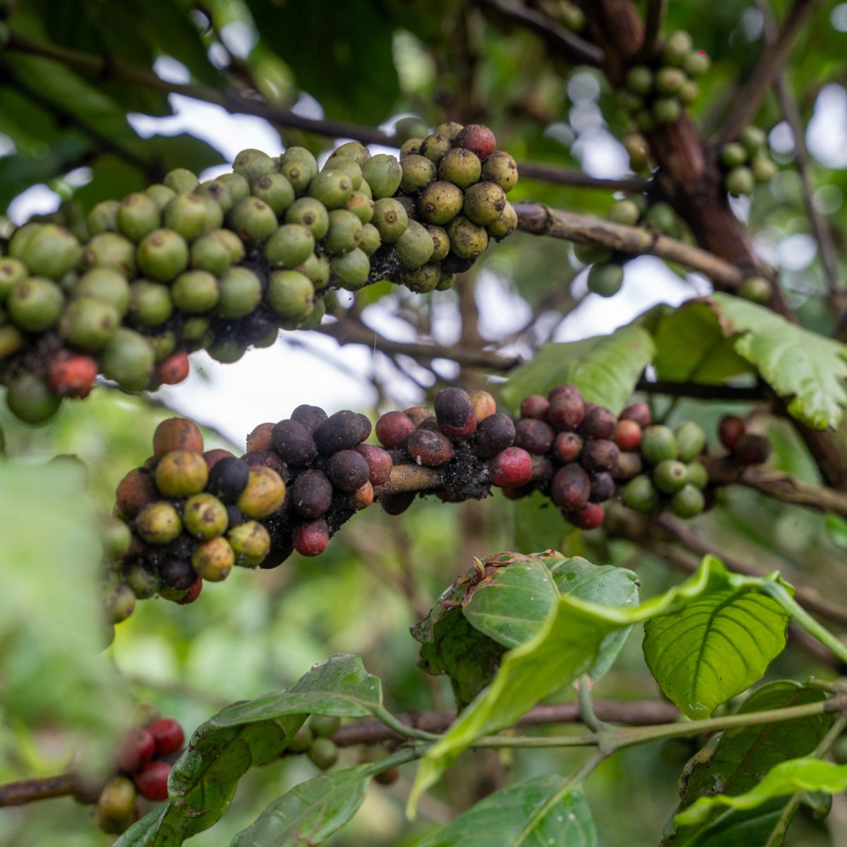 From Uganda, Joseph Nkandu's #QueenOfCoffee shines in @TheNeycha Accelerator & Fund project, transforming coffee farming through #agroecology. His initiative empowers smallholder farmers, enhancing livelihoods & promoting sustainable practices.