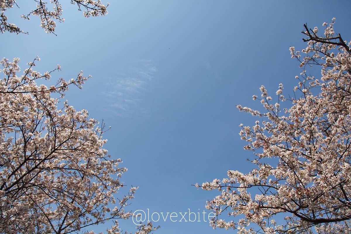 また、ね。

#ファインダー越しの私の世界
#photography #桜 #リフレクション 
#TLを花でいっぱいにしよう
#写真好きな人と繋がりたい