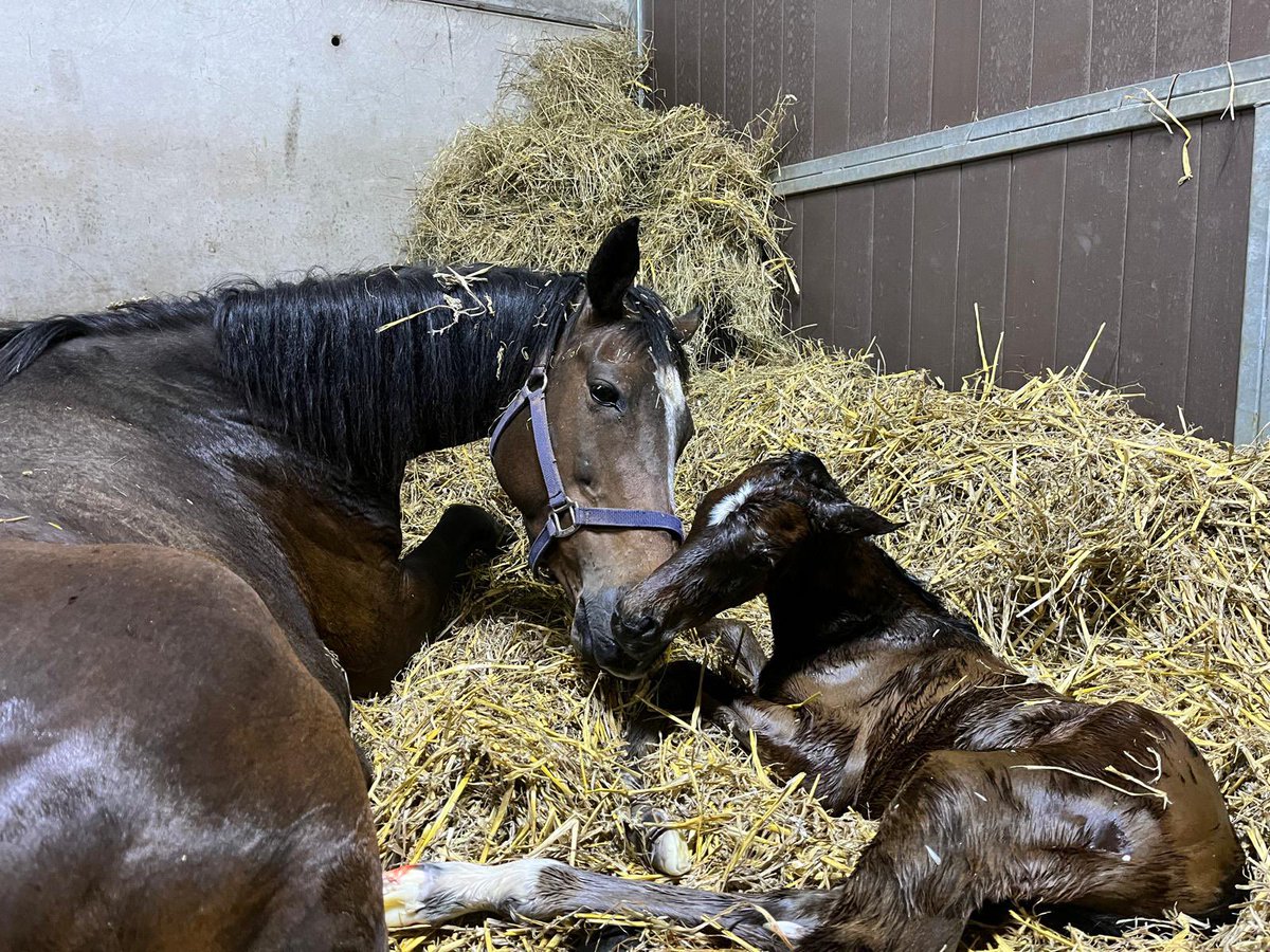 Grade 2 winner MISS HERITAGE had a bay filly foal by WALZERTAKT last night. She is a good strong foal and the pair of them are doing well this morning. Thank you @ChapelStud ! @itvracing @rpbloodstock @RacingPost @lucy_wadham #RPFoalGallery