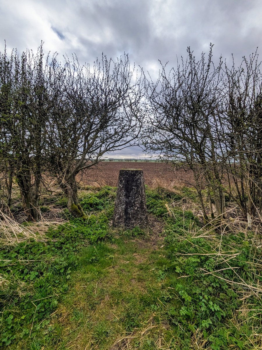 At the dizzy height ( for round here anyway) of 530 feet, High Hunsley.  
#YorkshireWolds #TrigpointThursday