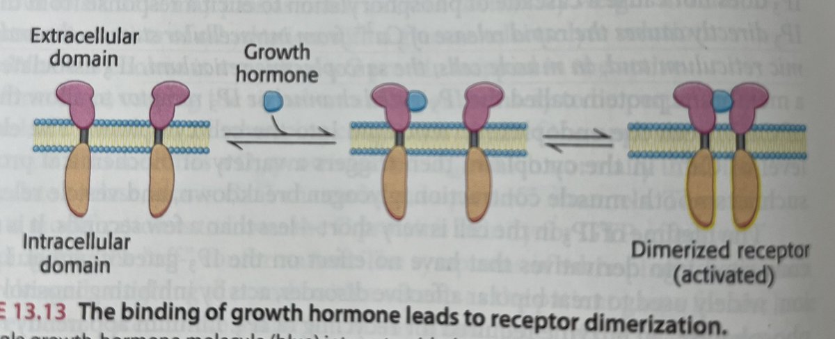 If you see this figure in a textbook you might think that the intercellular domain of the growth hormone receptor is a nicely folded domain (hint: it’s not)