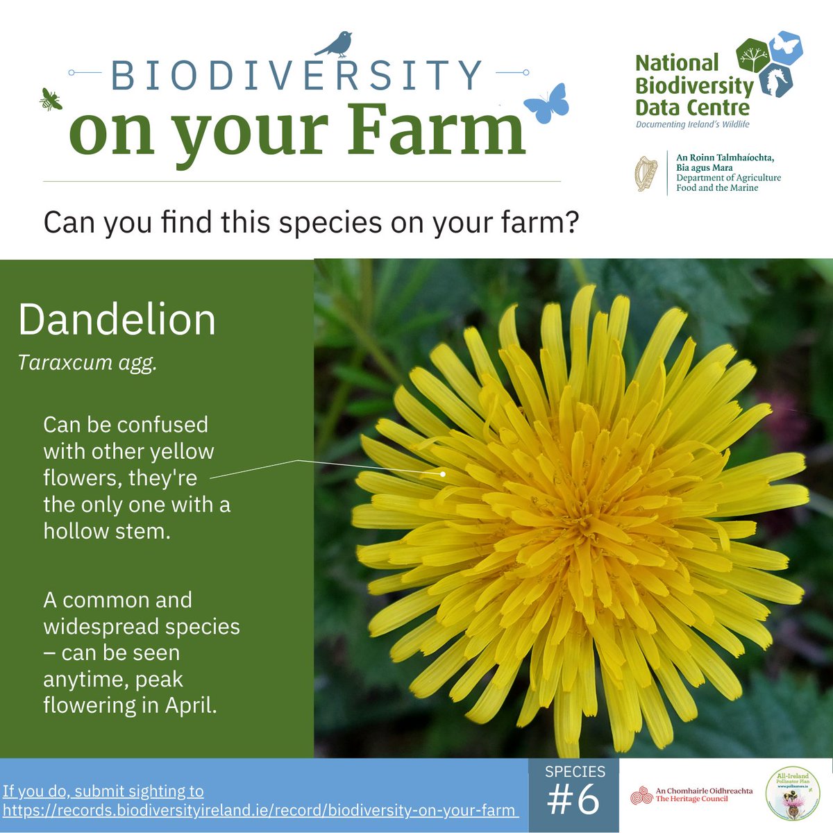 Biodiversity Ireland (@biodatacentre) on Twitter photo Dandelions are a valuable source of nectar and pollen for pollinators.
The simple action of leaving some Dandelions to flower and set seed around the farm can help pollinators.
Record your sightings ⬇️
bit.ly/4a4dSRD
#farmlandbiodiversity
<a href="/PollinatorPlan/">All-Ireland Pollinator Plan</a> Dandelions are a valuable source of nectar and pollen for pollinators.
The simple action of leaving some Dandelions to flower and set seed around the farm can help pollinators.
Record your sightings ⬇️
bit.ly/4a4dSRD
#farmlandbiodiversity
<a href="/PollinatorPlan/">All-Ireland Pollinator Plan</a>