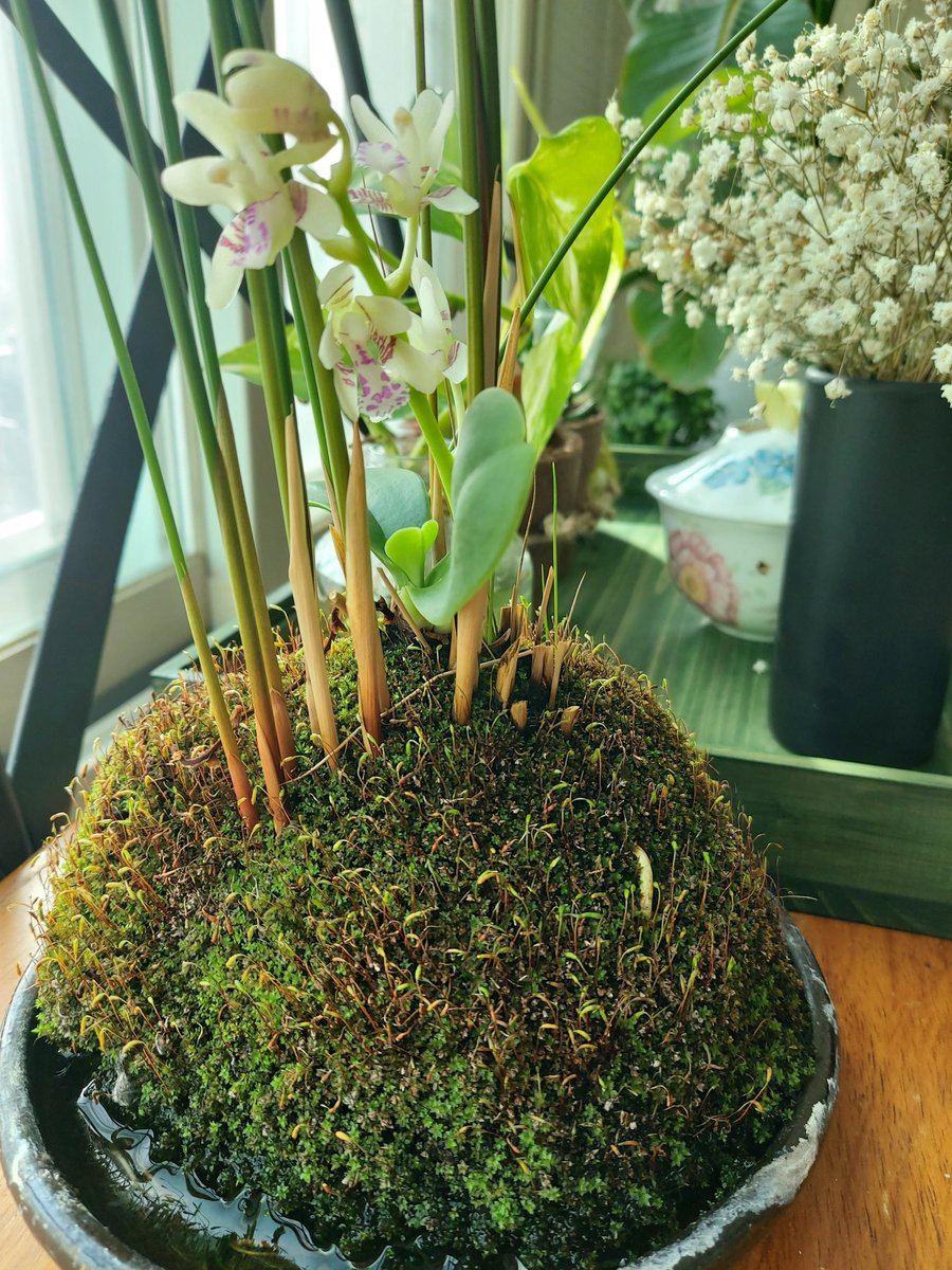 올해도 우리엄마 난꽃이 피었다
엄마 떠나시고 나에게로 온 울엄마 난
엄마 냄새가 난다