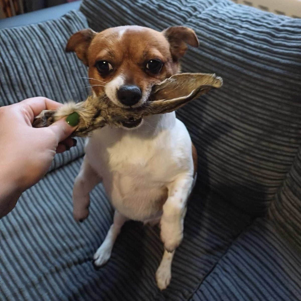 Moo Moo loves a DAF treat that’s bigger than her head! Take a look at the fabulous range of DAF healthy dried treats! ⬇️

durhamanimalfeeds.co.uk/search/?search…

#dog #healthydogtreats